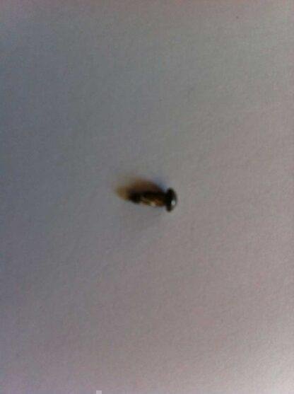 Stanless Rivit For Nameplate